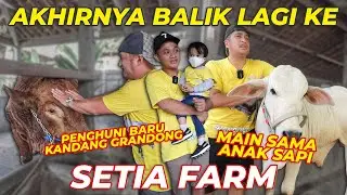 ADA PENGHUNI BARU KANDANG GRANDONG DAN MAIN SAMA ANAK-ANAK SAPI LUCU..!
