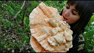 You Can Eat It! Mushroom Chicken/HOA/Trutovik sulfur-yellow