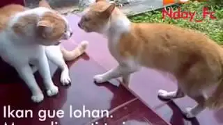 Kucing berantem