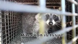 Is It Squirrels or Raccoon in Attic? | Damage Often Tells the Story