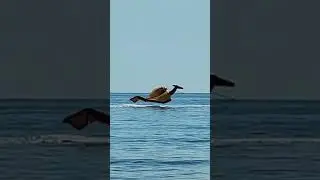 Дракон летит над морем. dragon flies over the sea