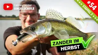 Zanderangeln im Herbst vom Ufer 🔥🎣🐟