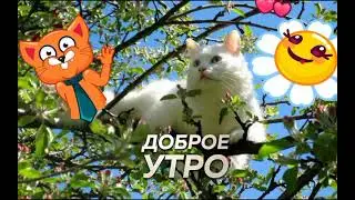 Доброе Утро .