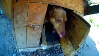 Dogs and the guilty look. DOG closing doors - Funny Animals - Fluffies!