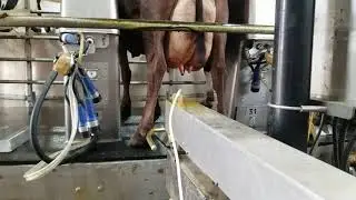 Udder Mister 2.0: Automated Teat Dip Teat Sprayer