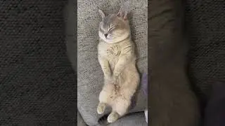 cat reels02