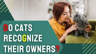 Do Cats Recognize their Owners? Find Out If Your Cat Knows You!