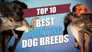 Top 10 Best Hunting Dogs Today (for All Types of Game)