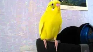 Budgie singing to ABBA