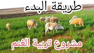 مشروع تربية الأغنام 2023