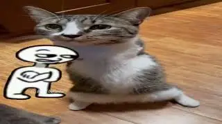 catUS