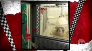 Is Animal Research Worth It For Robotic Prosthetic Hands  (VIDEO)3.mp4