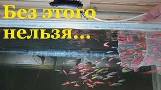 Разводня аквариумных рыб Сортировка рыбок