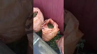 мои огородные секреты