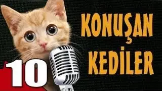 Konuşan Kediler 10 - En Komik Kedi Videoları ! 🐱‍👤 Pisicik TV