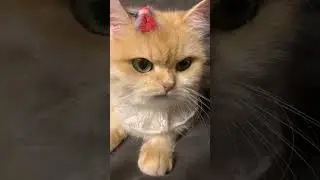 catslove cute #pets #shorts #thucung #cats