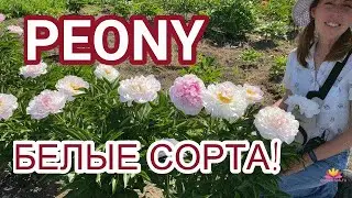 Белые сорта пионов / Сад Ворошиловой