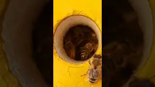 ВХОД В УЛЕЙ(ЛЕТОК КРУГЛЫЙ)🐝