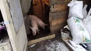 свинки на прогулке. новый член семьи