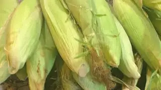 Pelando Elotes y a coserlos mmm
