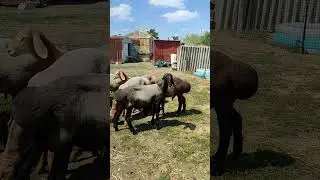 Баранчики на продажу тел. 89064759218
