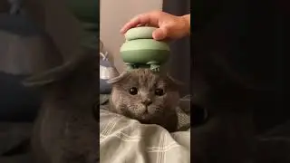 bu kedi çok tatlı #kedi #miyavciklar