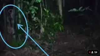 pocong ngintip di sela sela pohon bambu.....‼️