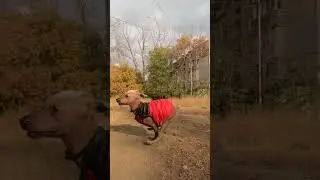 Когда увидел распродажу Pedigree