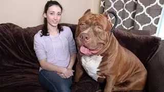 10 САМЫХ ОПАСНЫХ СОБАК В МИРЕ