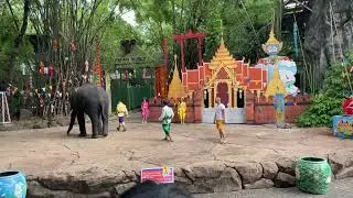 Elephant Playing 🇹🇭 #elephant #playing #bangkok #thailand #safariworldbangkok #travel #funny #fun
