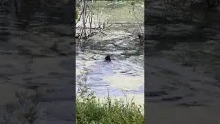 Попробуй догони!!!