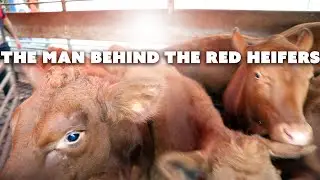 Temple Talk Radio: The Red Heifer Special!