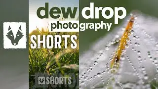 Short Photography Tips - #1: Dew Drop Photography