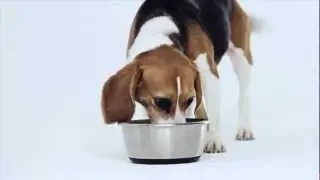 Simplehuman Pet Mama Kutusu