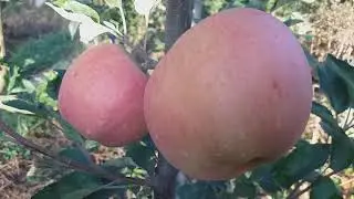 The most expensive apple in the world!!! Apple Sekai Ichi NUMBER ONE IN THE WORLD