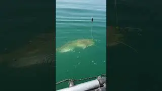 ОГРОМНЫЙ СОМ