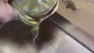 Screaming Frog In Water...
