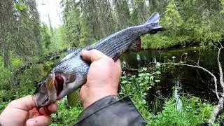 Открытие летнего сезона по хариусу №2.Отличный клев доброго хариуса на таежной речке.Душу отвел.
