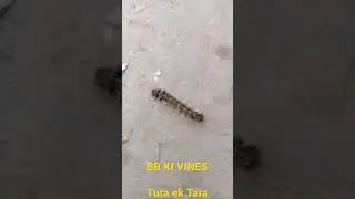 BB Ki Vines Tuta ek Tara #shorts
