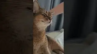#shorts 🐱