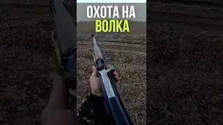 Выстрел с СКС в бегущего волка.  