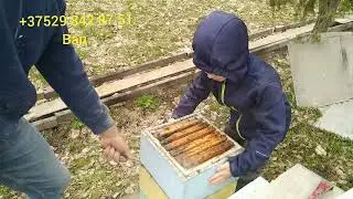 Ревизор на пасеке 06.04.2024!!