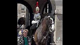 People touching queens guard horse