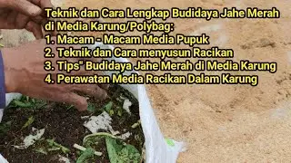 Teknik dan Cara Lengkap Budidaya Jahe Merah di Media Karung