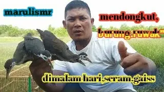 mendongkut burung ruwak"