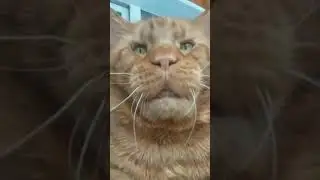 Кот Джокер,Мейн кун. Не спит.