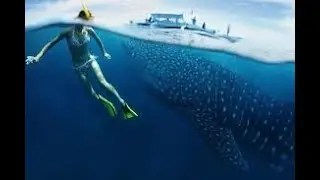 The secret life of Whale Sharks! #videos