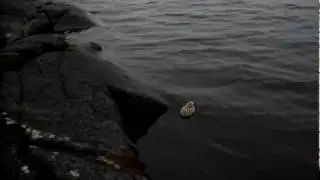Валаам. Птенец чайки уплывает