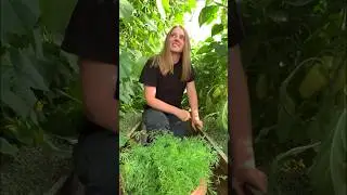 🤩оцените мои 🫑 перчики