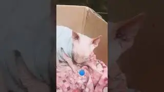 #cat #мяу#свинкс